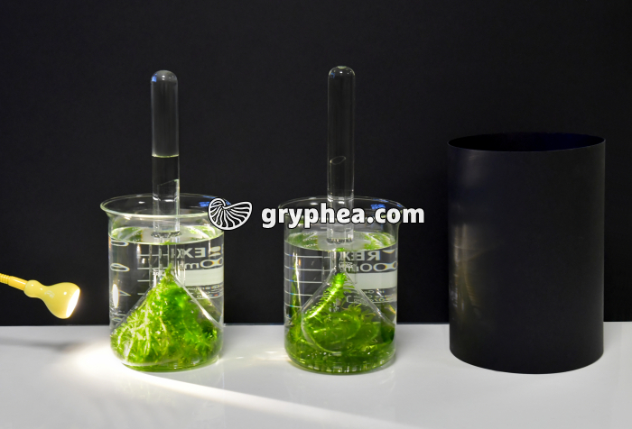 Elodée - Photosynthèse et production O2 - gryphea.com